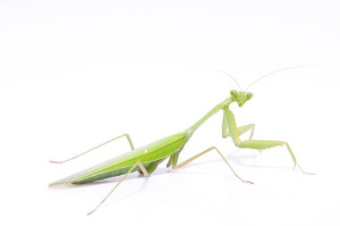 Yeşil mantis izole
