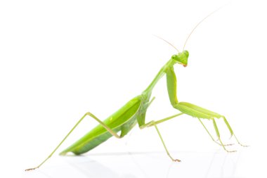 Yeşil mantis izole