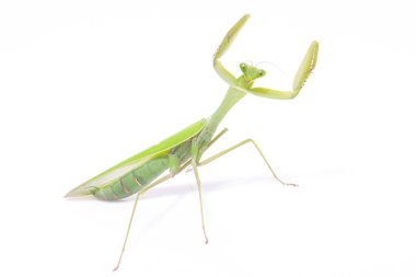 Yeşil mantis izole