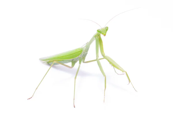 Groene mantis geïsoleerd — Stockfoto