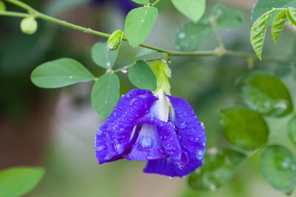 Butterfly ärt blomma i trädgården — Stockfoto