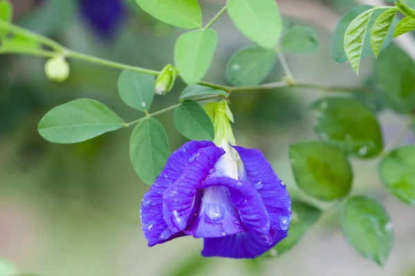 Butterfly pea bloem medicinale kruiden te behandelen ziekte en bepaalde soorten voedsel kleuren paars giftig om veilig te maken. — Stockfoto