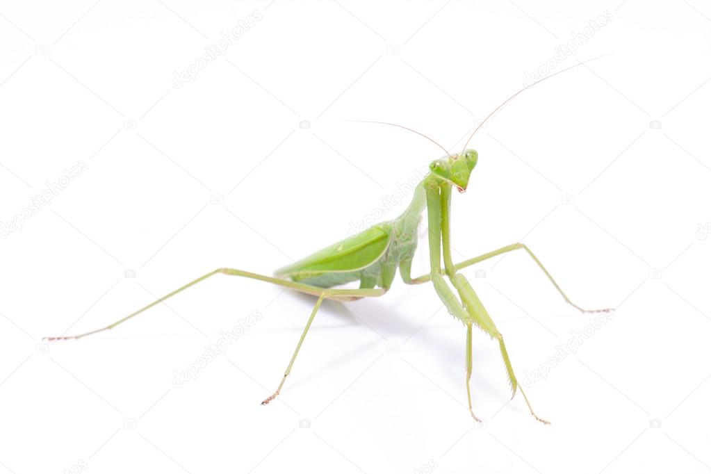 Green mantis isolated