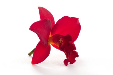 güzel kırmızı orkide