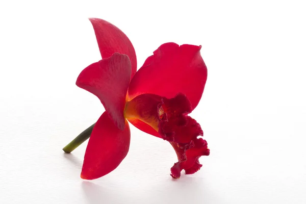 Belle orchidée rouge — Photo