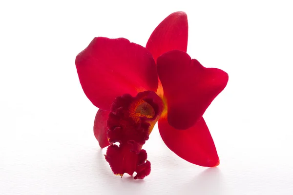 Hermosa orquídea roja — Foto de Stock