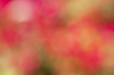 Renk Özeti Bulanık arkaplanlar