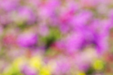 Renk Özeti Bulanık arkaplanlar