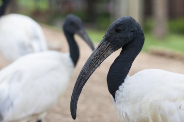 Siyah kafa Ibis (oryantal beyaz Ibis)