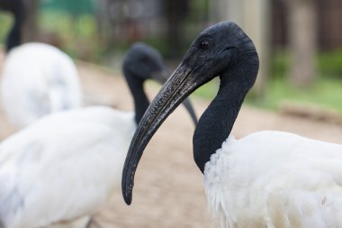 Siyah kafa Ibis (oryantal beyaz Ibis)