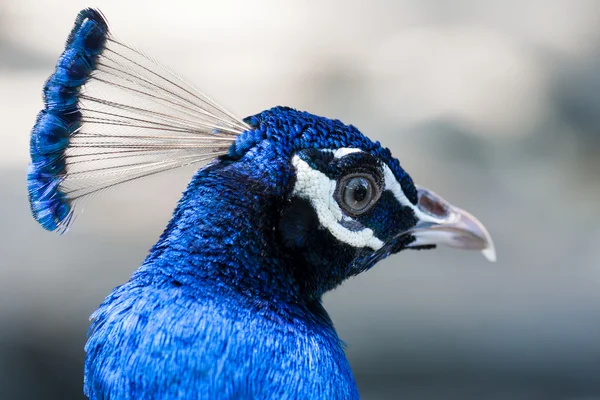 Close up image of a blue male peacock or peafowl — Stock Photo, Image