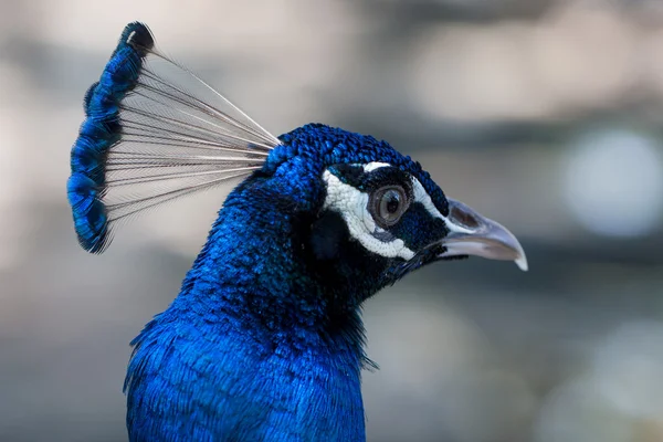 Close up image of a blue male peacock or peafowl — Stock Photo, Image