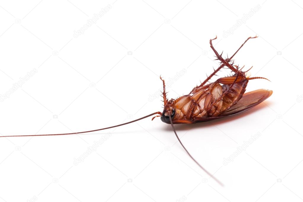 Dead cockroach insect