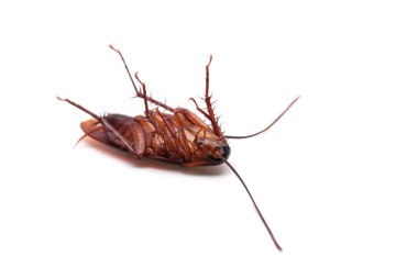 Ölü Hamam böceği böcek