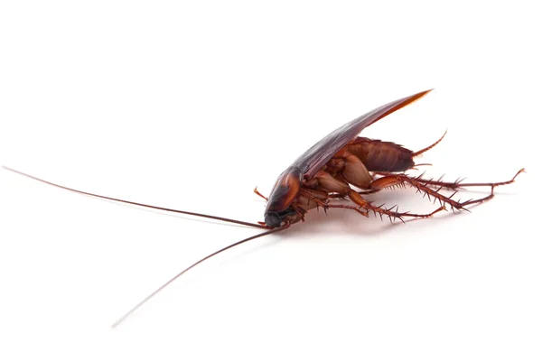 Dode cockroach insect — Stockfoto