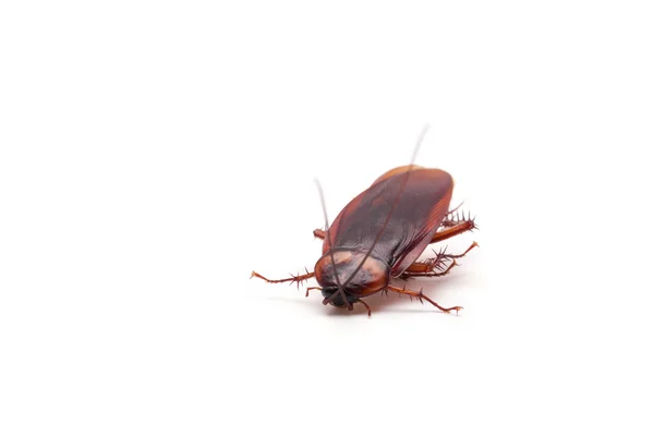 Dead cockroach insect — Stock Photo, Image