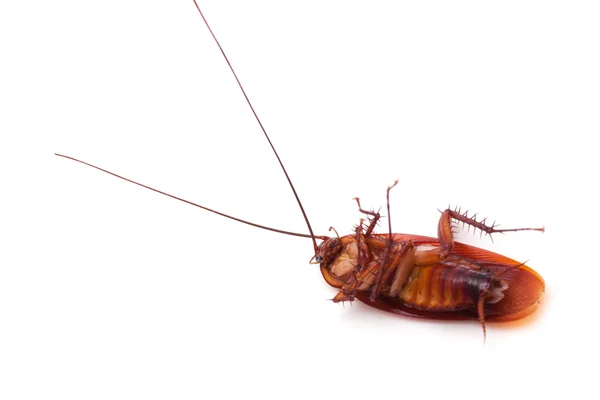 Νεκρή κατσαρίδα έντομο — Φωτογραφία Αρχείου