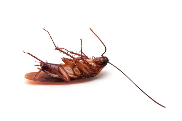 Dode cockroach insect — Stockfoto