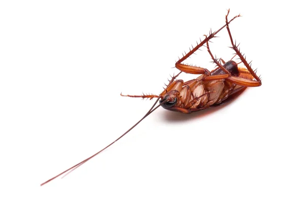 Tote Schabe Insekt — Stockfoto