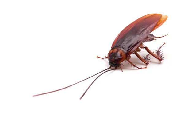 Dead cockroach insect — Stock Photo, Image