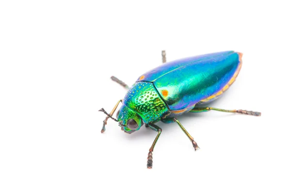 Güzel mücevher böceği — Stok fotoğraf