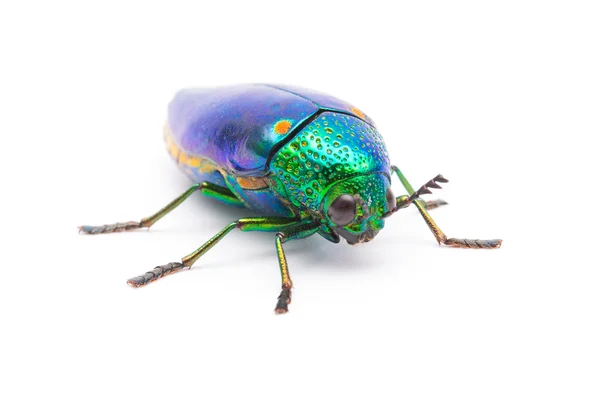 아름 다운 보석 딱정벌레 — 스톡 사진