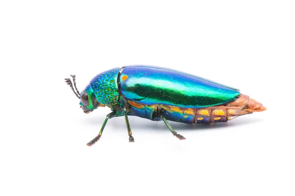 Beautiful Jewel Beetle — Stock Photo, Image