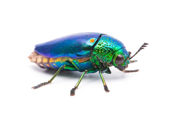 Hermoso escarabajo joya — Foto de Stock