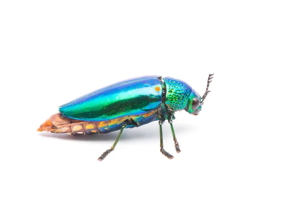 Beautiful Jewel Beetle — Stock Photo, Image