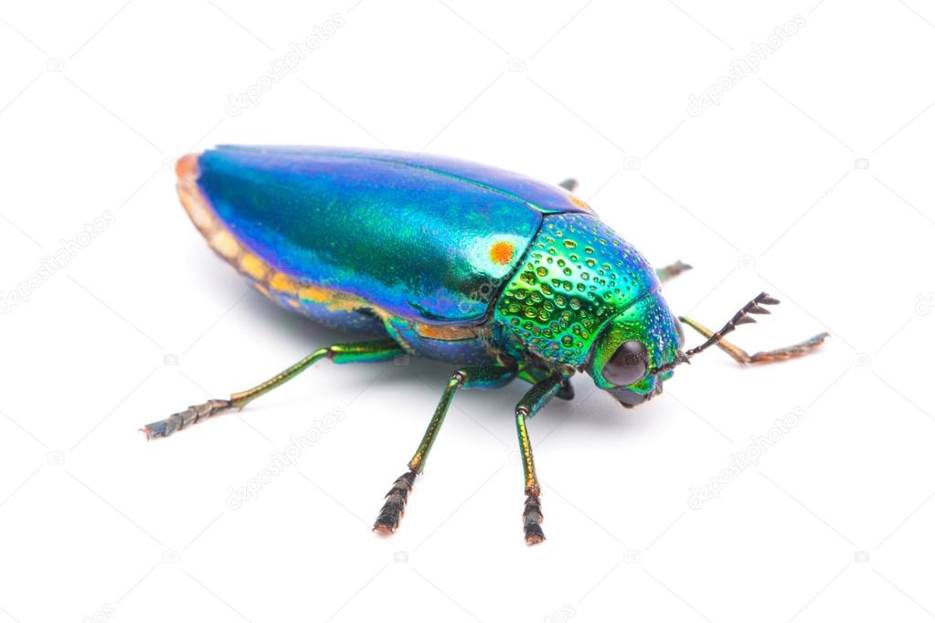 Beautiful Jewel Beetle