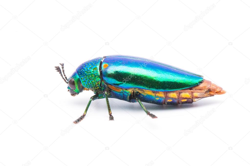 Beautiful Jewel Beetle