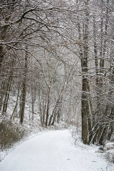 Snow-covered trees and a path in the winter forest