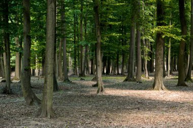 Yüksek yaprak döken ağaçlarla dolu yeşil bir yaz ormanı manzarası