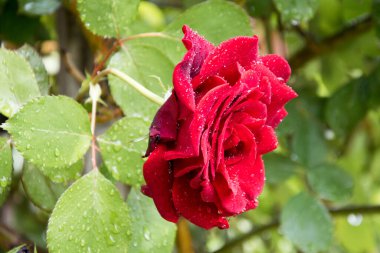 Yağmurdan hemen sonra kırmızı bir gülün çiçeği, yazın bahçede hala su damlacıkları var.
