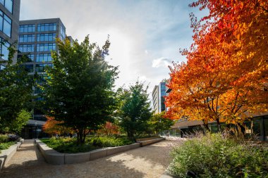 Modern bir şehrin merkezindeki büyük ofis binaları. Kaldırımları ve yeşillikleri olan bir iş parkı. Sonbahar ağacında portakal yaprakları.
