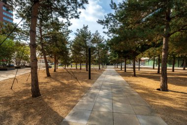 Şehirdeki kozalaklı ağaçlar ve gölgede gizlenmiş kaldırımlar. Yeni inşa edilmiş bir şehir bölgesinde yeşillik ve bitkiler.