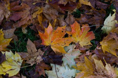 İngiltere 'de bir orman zemininde altın sonbahar yaprakları. Sonbahar mevsiminde turuncu ve kahverengi yapraklar