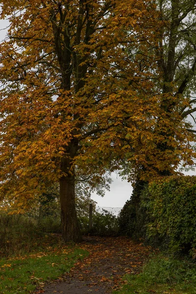 Теплые Золотые Цвета Осенью Берегу Реки Ребрышки Clitheroe Цветные Осенние — стоковое фото