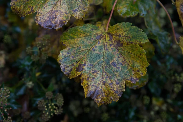 Herfst Bladeren Achtergrond Een Britse Bosbodem Oranje Bruine Bladeren Het — Stockfoto