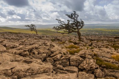 Yorkshire Dales 'de kireçtaşı kaldırımında havalanan dikenli ağaçlar.