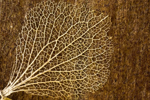 Close Leaf Skeleton Dried Plank Wood Details Textures Found Nature — Stock Photo, Image