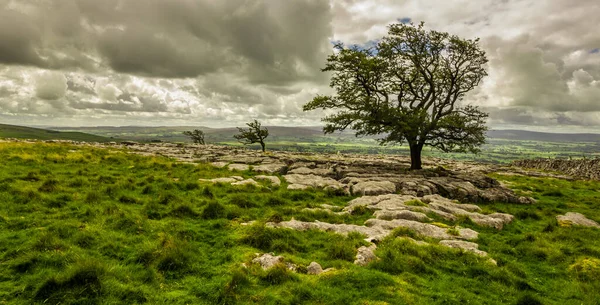 Árboles Espino Envejecido Pavimento Piedra Caliza Yorkshire Dales — Foto de Stock