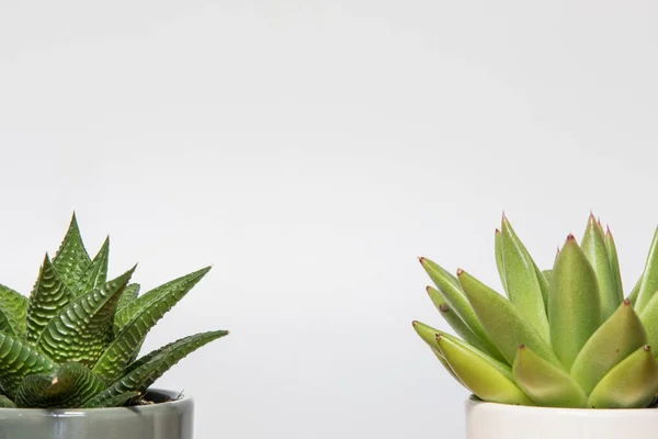 Piante Succulente Sfondo Bianco Con Spazio Copiare Salute Decorazione Spa — Foto Stock