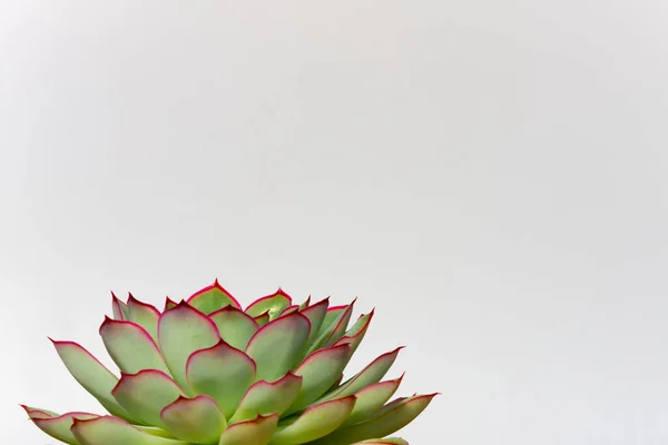 Sukkulente Pflanze Auf Weißem Hintergrund Mit Kopierraum Kurbad Dekoration — Stockfoto