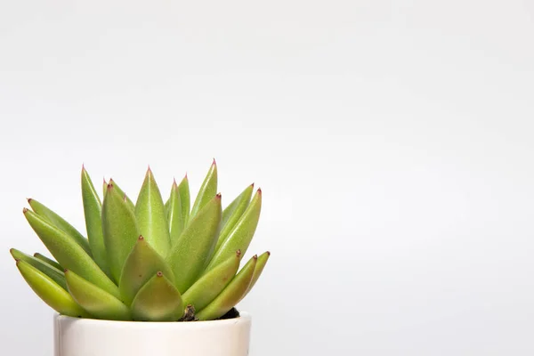 Tanaman Succulent Pada Latar Belakang Putih Dengan Ruang Fotokopi — Stok Foto