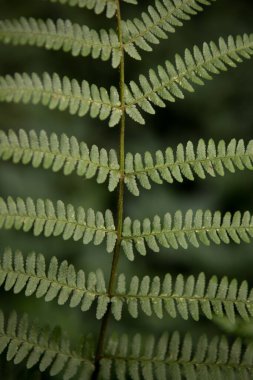 Yeşil eğrelti otu, İngiltere 'nin karanlık bir ormanında yaprak ve gövde gösterisi yapar. Dokular ve detaylar doğada bulundu.