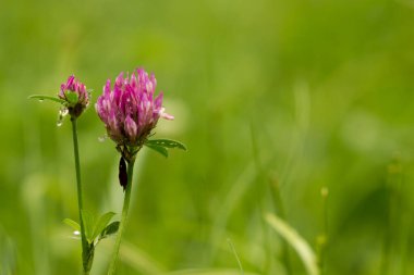 Trifolium Pratense. Birleşik Krallık çayırlarında kırmızı yonca çiçekleri.