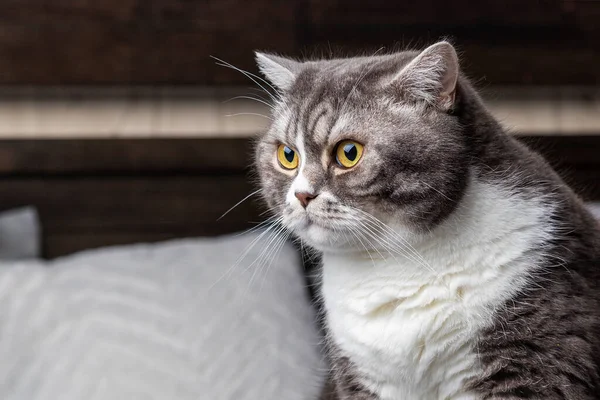 Молодой Британский Кот Кровати Смотрит Сторону — стоковое фото