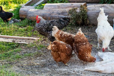 Bir grup tavuk dışarıda çiftlikte yemek yiyor. Seçici odak.