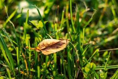 Yeşil çimlerin üzerinde sarı yaprak. Sonbahar yapraklı huş ağacı. Gree 'ye yağmur damlaları. Seçici odak.